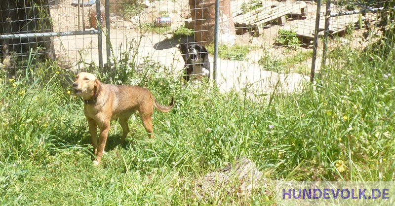 Stress bei Hunden