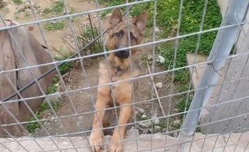Blick angeketter Hund