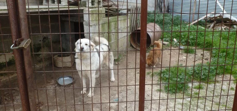 angekettete Hunde