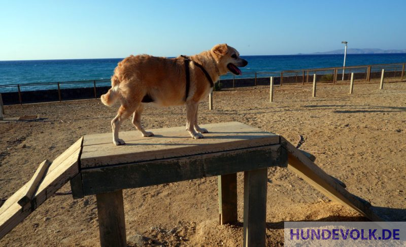 Hund auf Laufsteg