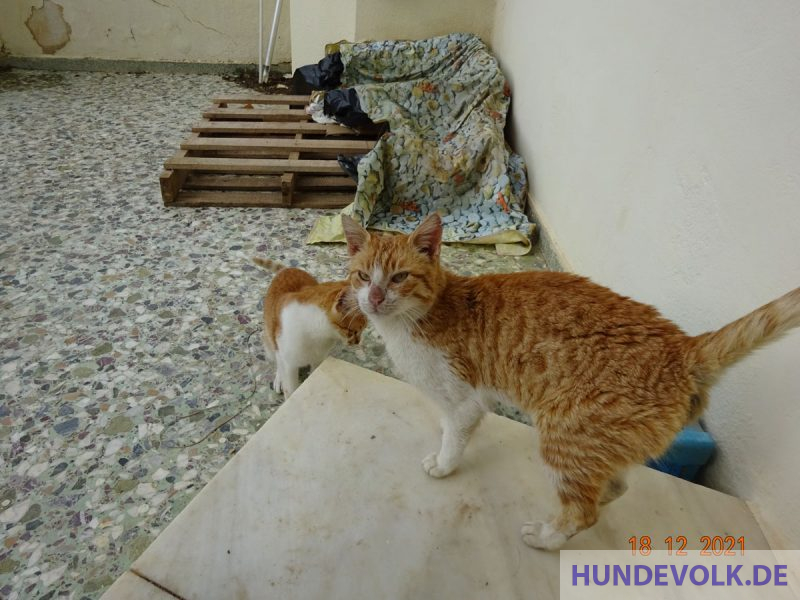  etwas ältere rote Kater ist nun sterilisiert 