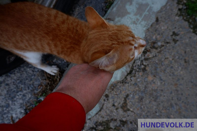 Anschmiegsam und verschmust