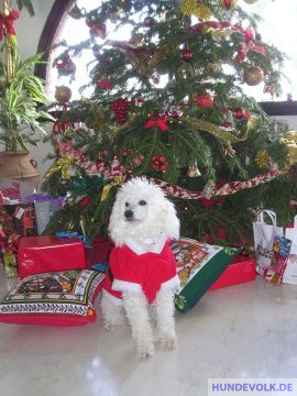 Hund vor Weihnachtsbaum