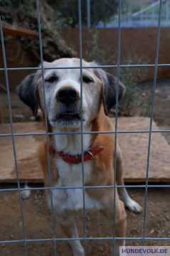 Hund im Tierheim 