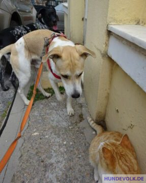 Sozialisierung zwischen Hund und Katze