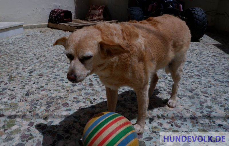 Hund mit Ball