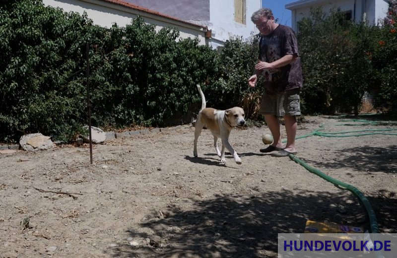 Stöberhund-Spiel im Garten