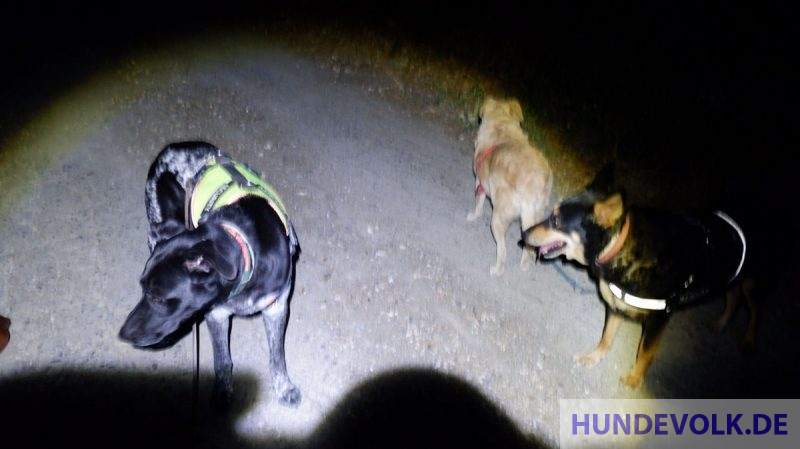 Hunde im Taschenlampenlicht