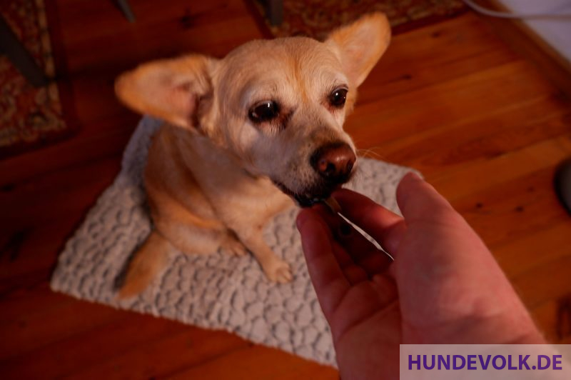 Hund sitzt auf der Wärmematte