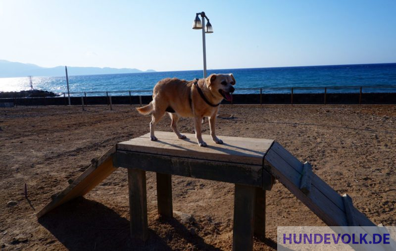 Hunde-Übungsplatz