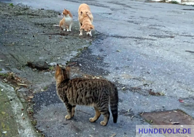 Hund Koexistenz mit Katzen