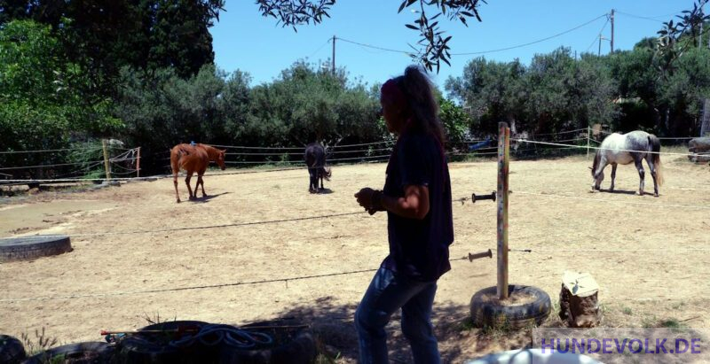 Andrea vor ihren Pferden