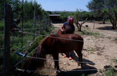 Skyros Ponies 1