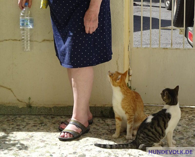 Mensch und Straßen-Katze