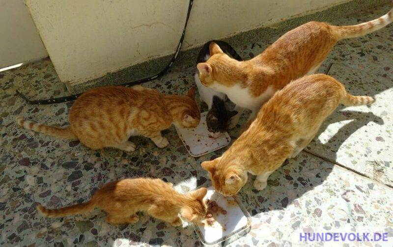Fütterung Straßen-Katzen