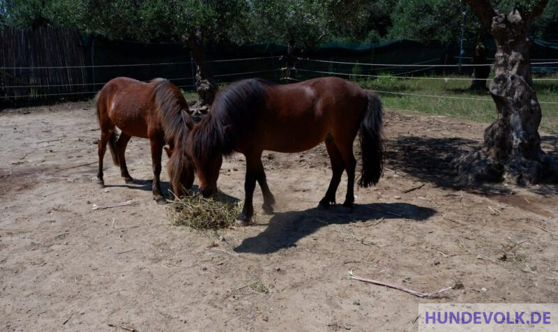 Skyros-Ponies