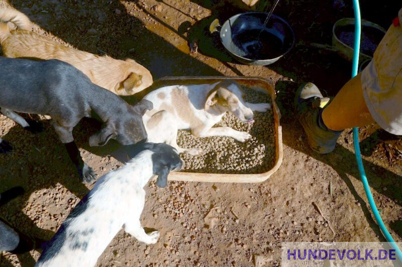 Futter für Tierheim-Hunde