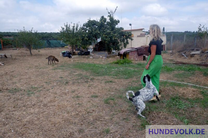 Katja mit einigen ihrer Hunde