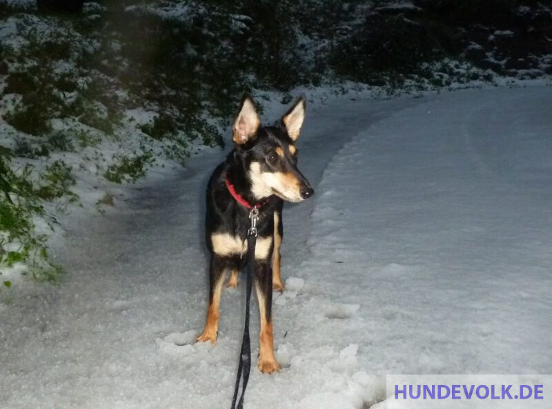 Shadow im Schnee