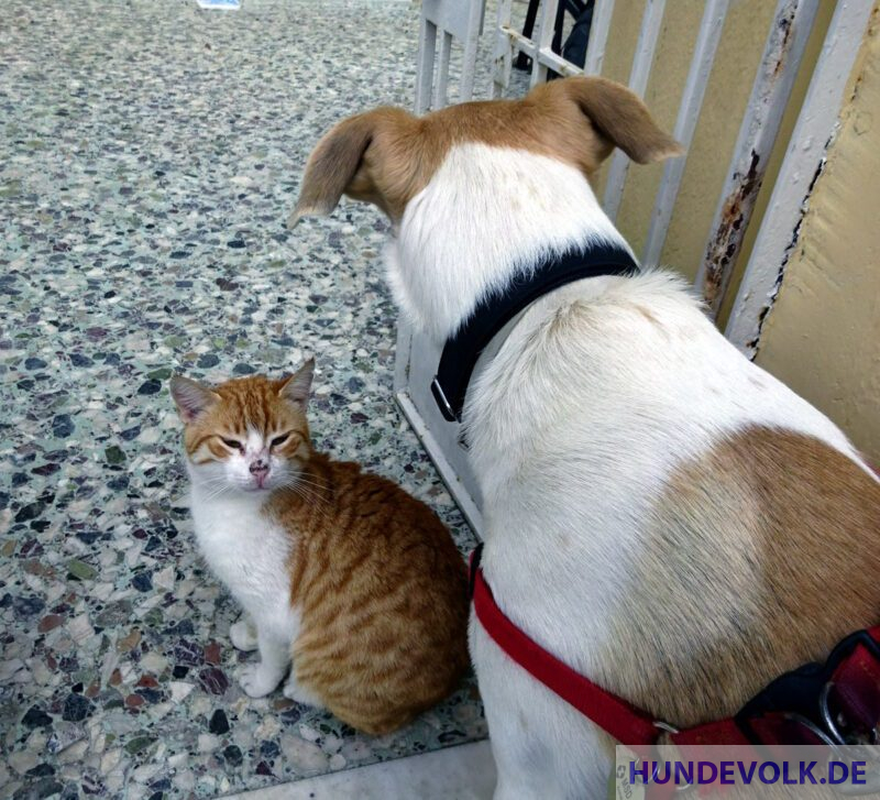 Katze verwehrt Hund Zugang zum Haus