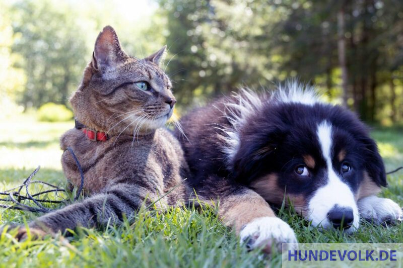 Hund und Katz