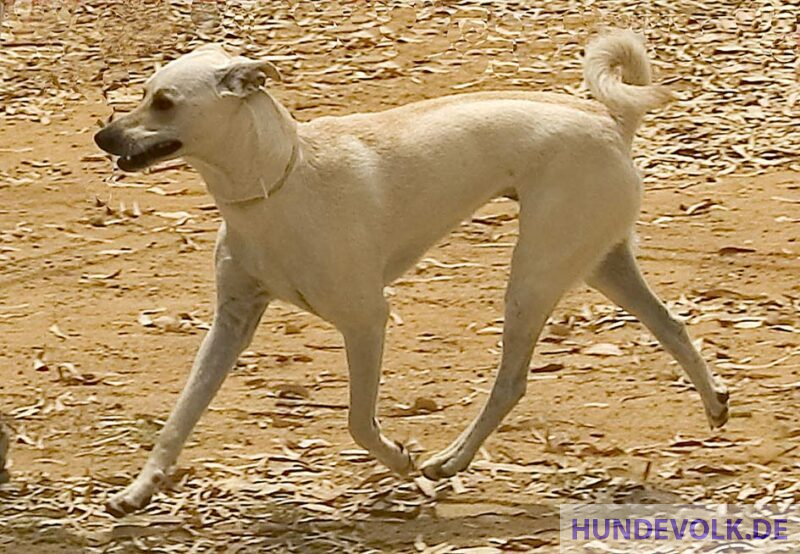 Sandfarbener Kretischer Hasenhund