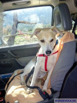 Hund auf dem Beifahrersitz