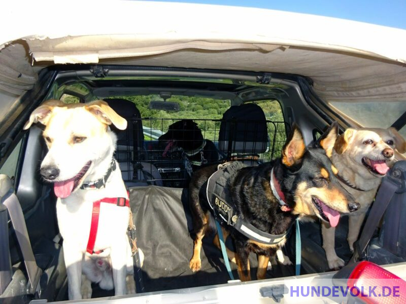 Hunde im Auto gesichert