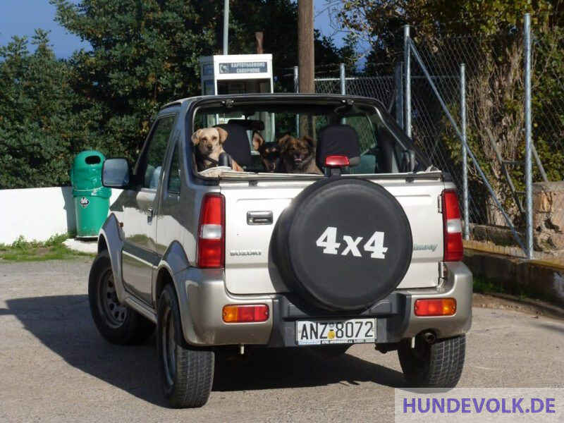 Hunde im Auto