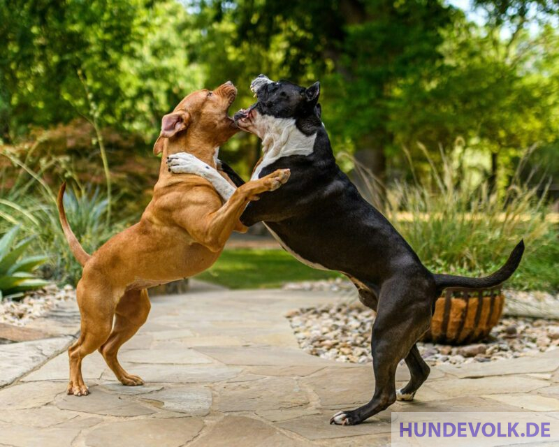 Zwei aggressive Hunde