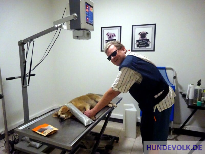 Hund unter Röntgengerät
