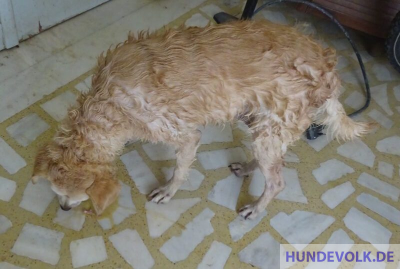 Nach dem Waschen erbricht der Hund