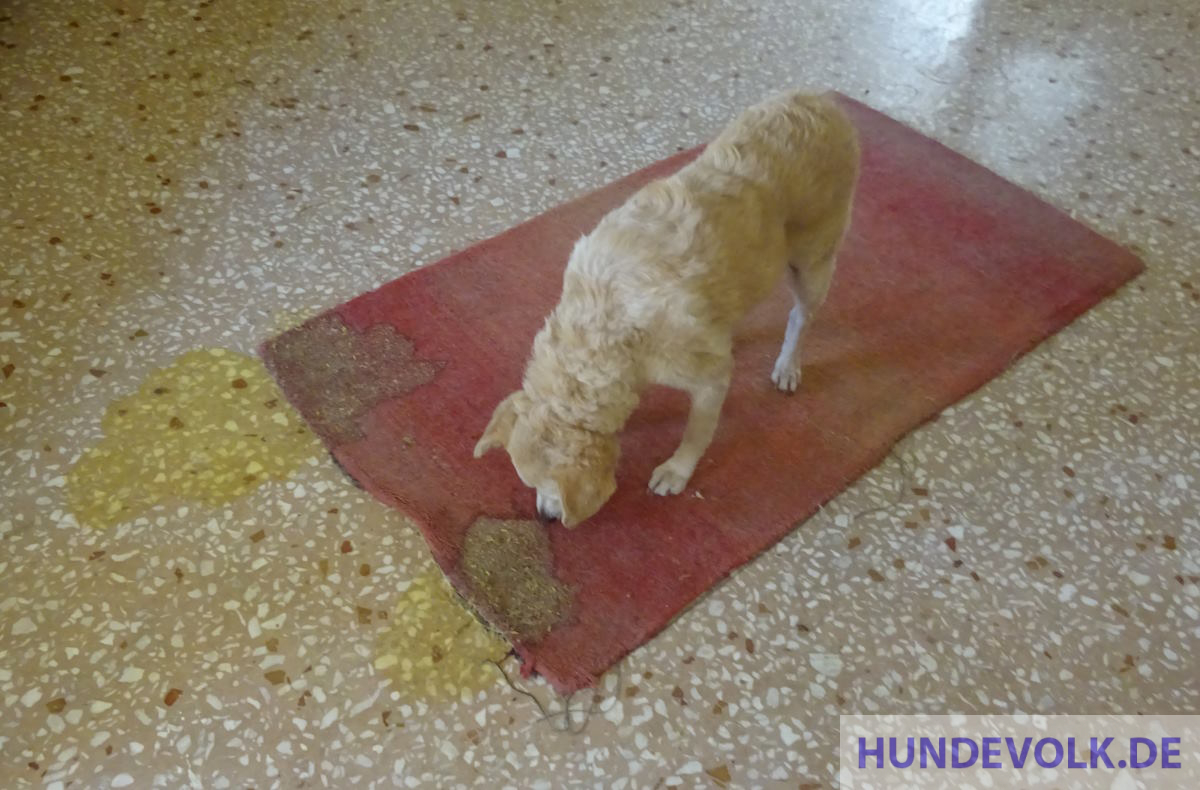 Hund DuDi erbricht