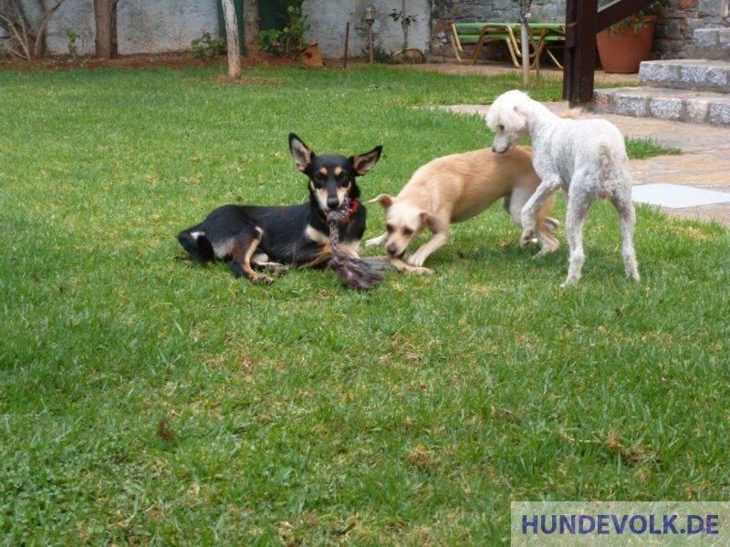 DuDi, Shadow, Chelsea
