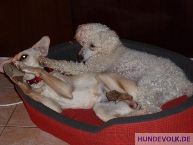 dudi 050113