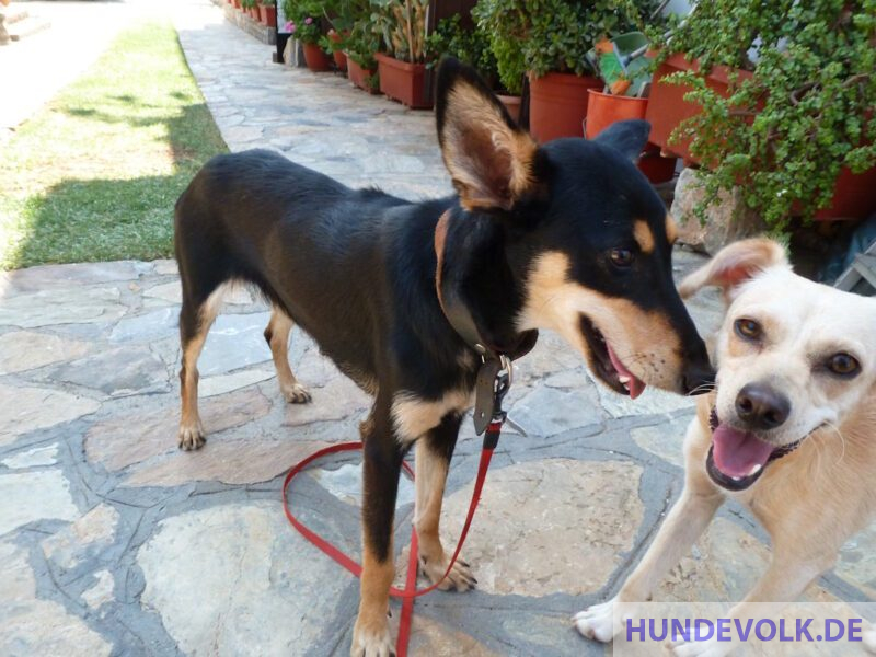 Shadow und DuDi