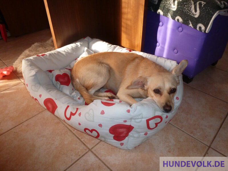 DuDi