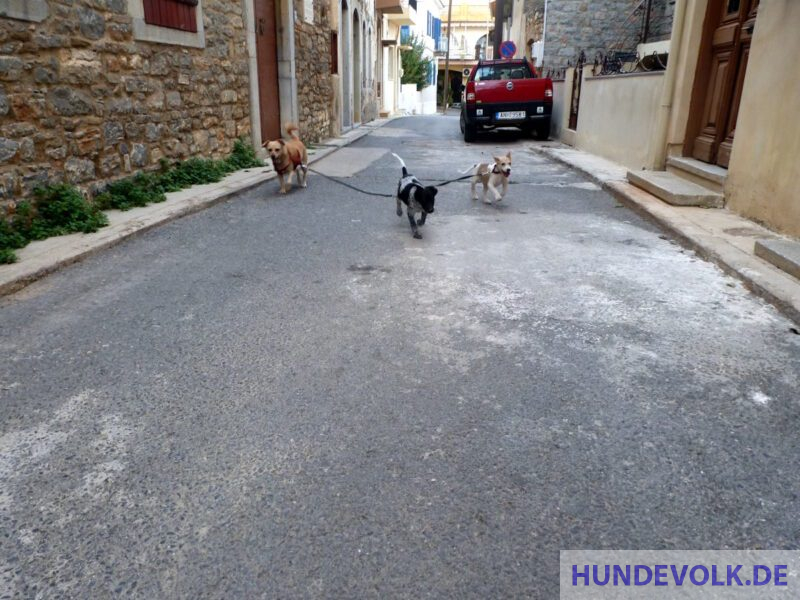 DuDi, Simba und Ali.