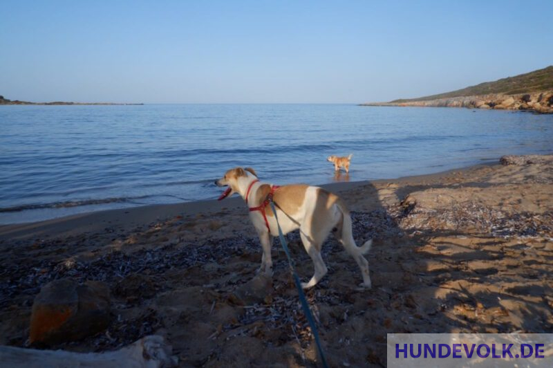 DuDi