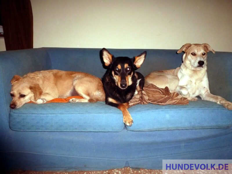 DuDi, Shadow und Ali.