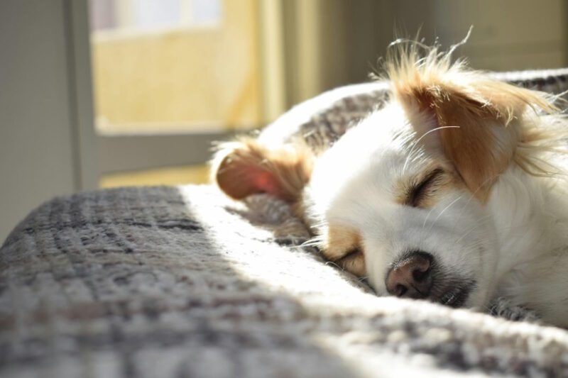 was deckt eine hundeversicherung ab 1